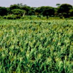 agriculture in kenya blog